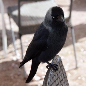 Eurasian Jackdaw