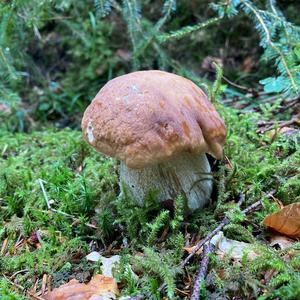 King Bolete