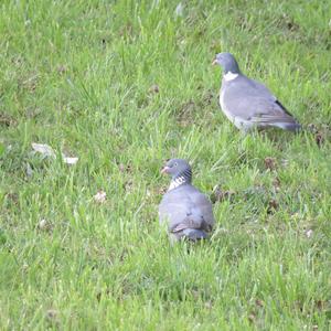 Common Wood-pigeon