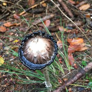 Shaggy Mane