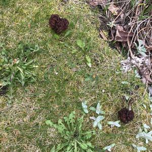 Conifer False Morel