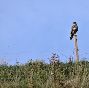 Mäusebussard