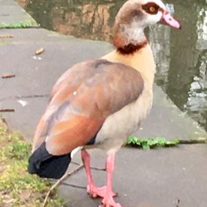 Egyptian Goose