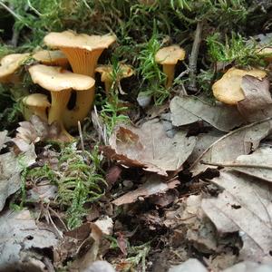 Chanterelle, Common