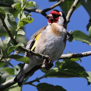 European Goldfinch