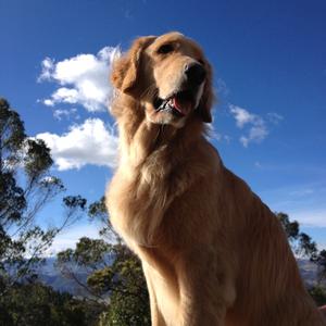 Retriever (Golden)