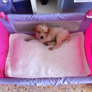 Unknown Breed