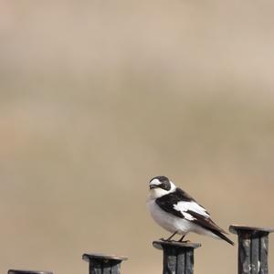 Collared Flycatcher