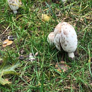 Shaggy Mane