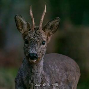 European Roe Deer