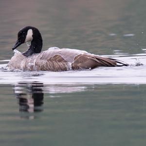 Canada Goose