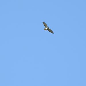 Short-toed Snake-eagle