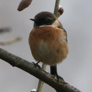 European stonechat