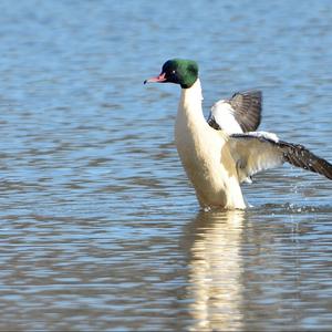 Common Merganser