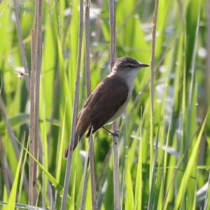 Great Reed-warbler