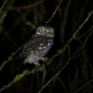 Little Owl