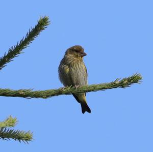 European Greenfinch