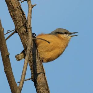 Wood Nuthatch