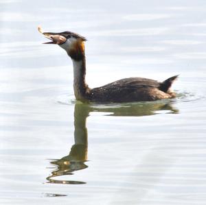 Great Crested Grebe