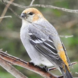 Pine Grosbeak