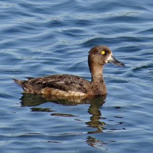 Tufted Duck