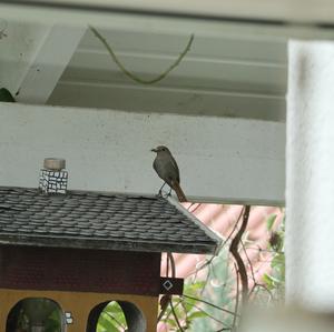 Black Redstart