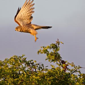 Common Kestrel