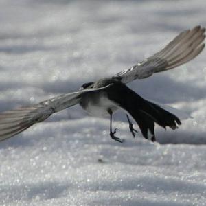 White Wagtail