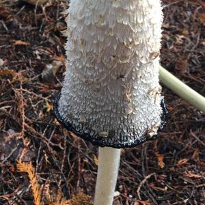 Shaggy Mane