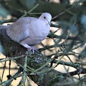 Eurasian Collared-dove