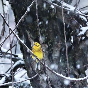 Yellowhammer