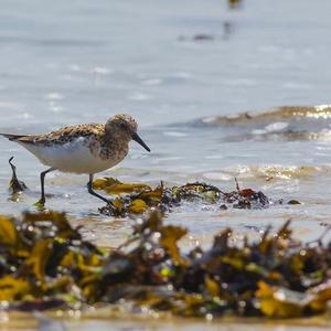 Dunlin