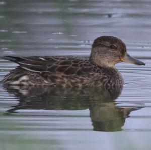 Common Teal