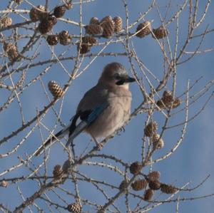 Eurasian Jay