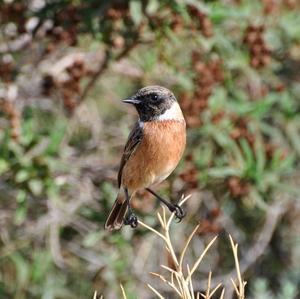 European stonechat