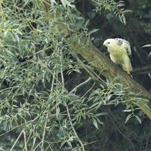 Mäusebussard