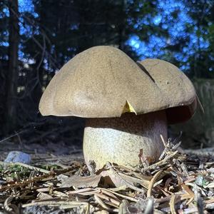 Dotted-stem Bolete