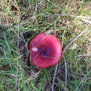 Tall Russula