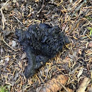Unknown Species