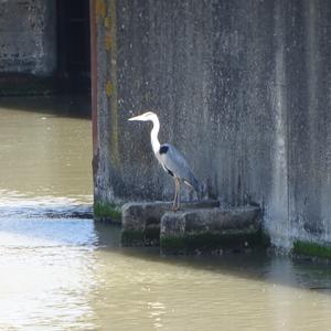 Grey Heron