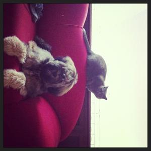 Unknown Breed