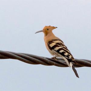 Eurasian Hoopoe