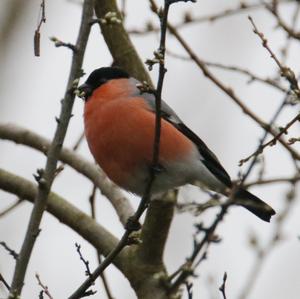 Eurasian Bullfinch