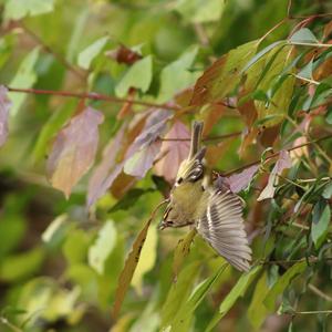 Goldcrest