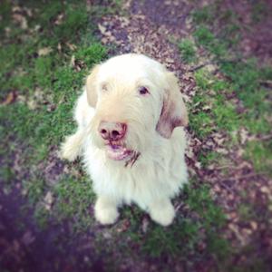 Spinone Italiano