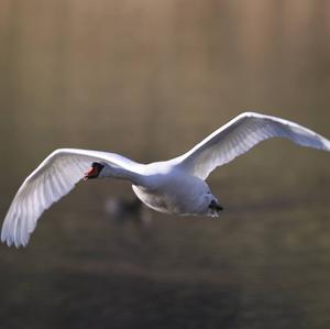 Mute Swan