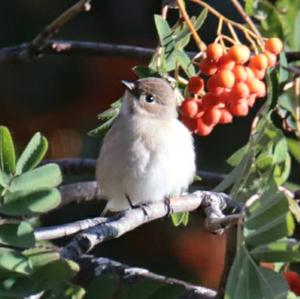 European Pied Flycatcher