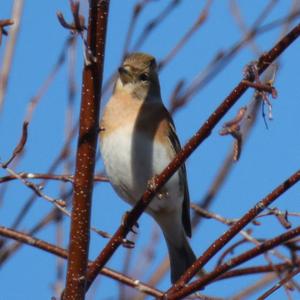 Brambling