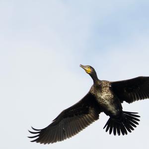 Great Cormorant