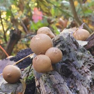 Stump Puffball